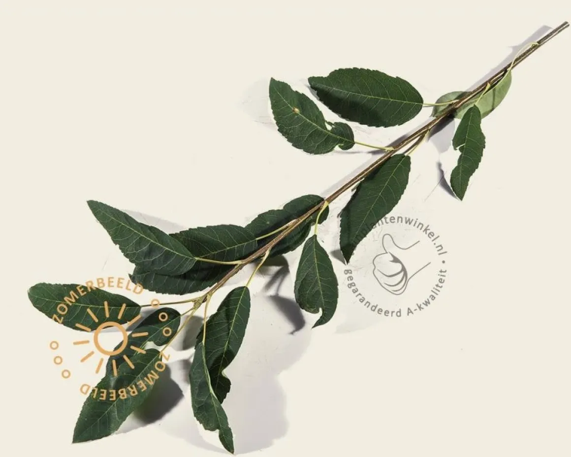 Amelanchier arborea 'Robin Hill'
