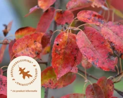 Amelanchier arborea 'Robin Hill' - beveerd