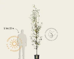 Amelanchier arborea 'Robin Hill' - beveerd