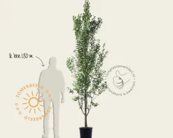 Amelanchier canadensis 'Rainbow Pillar' - beveerd