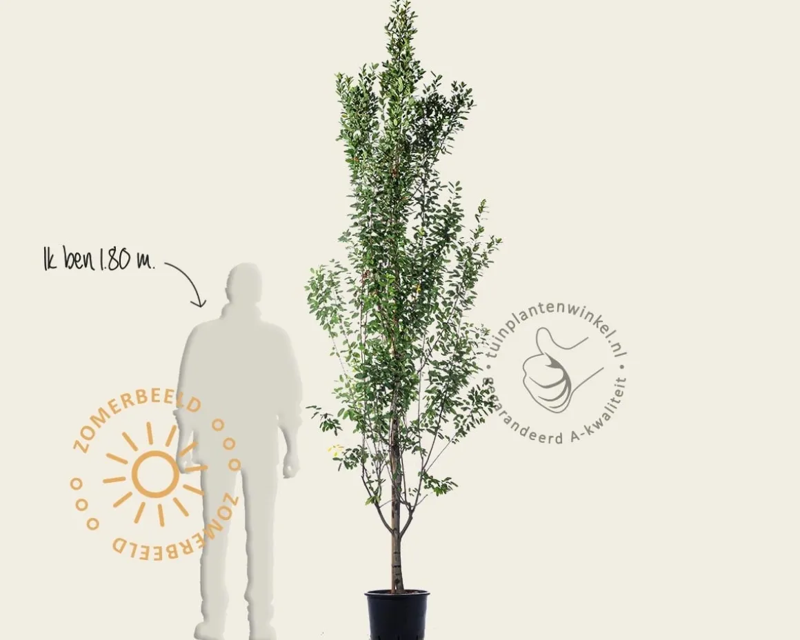 Amelanchier canadensis 'Rainbow Pillar' - beveerd