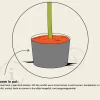 Amelanchier canadensis 'Rainbow Pillar' - hoogstam