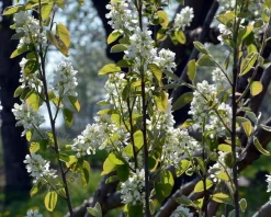 Amelanchier canadensis 'Rainbow Pillar' - hoogstam