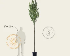 Amelanchier canadensis 'Rainbow Pillar' - hoogstam