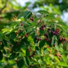 Amelanchier lamarckii
