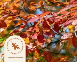 Amelanchier lamarckii