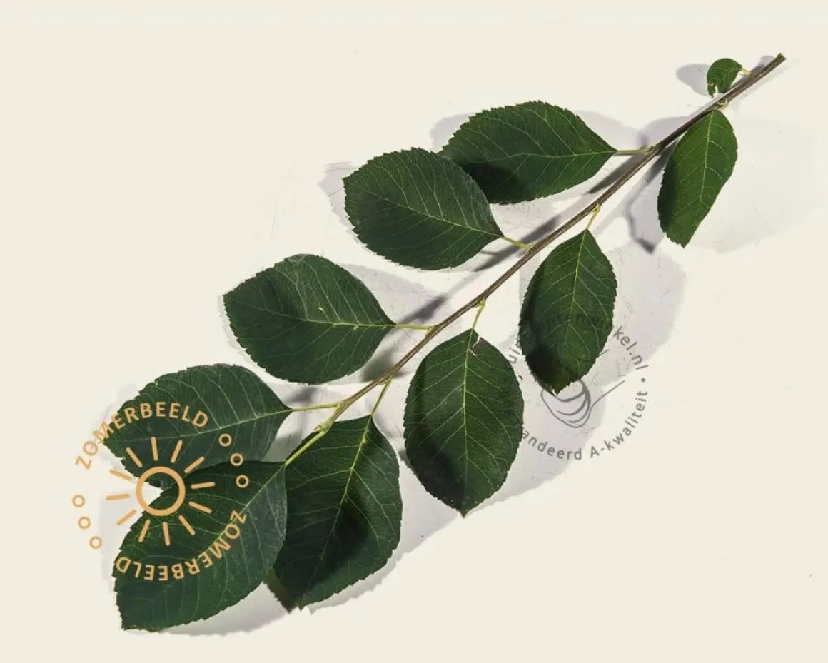 Amelanchier lamarckii
