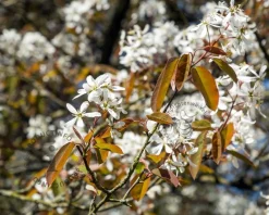 Amelanchier lamarckii