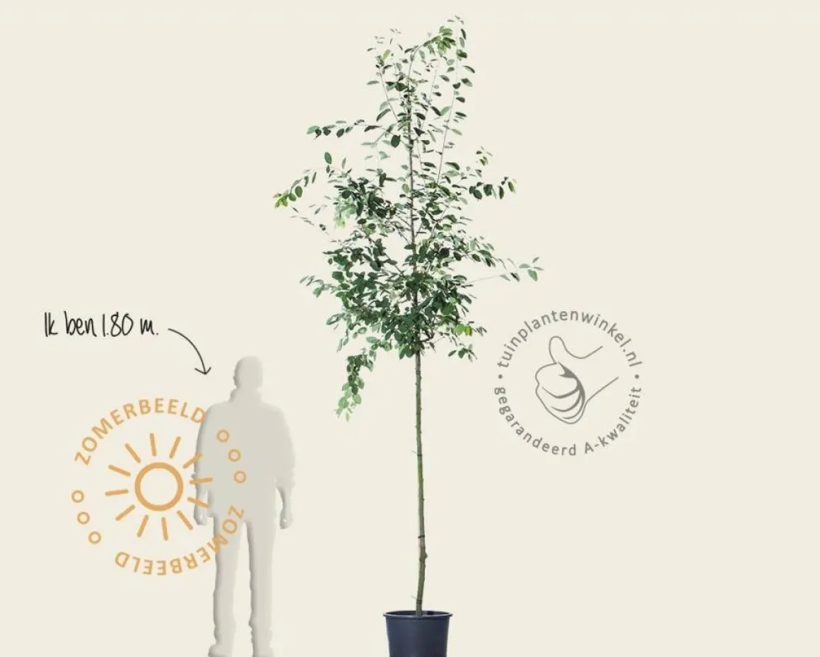 Amelanchier lamarckii