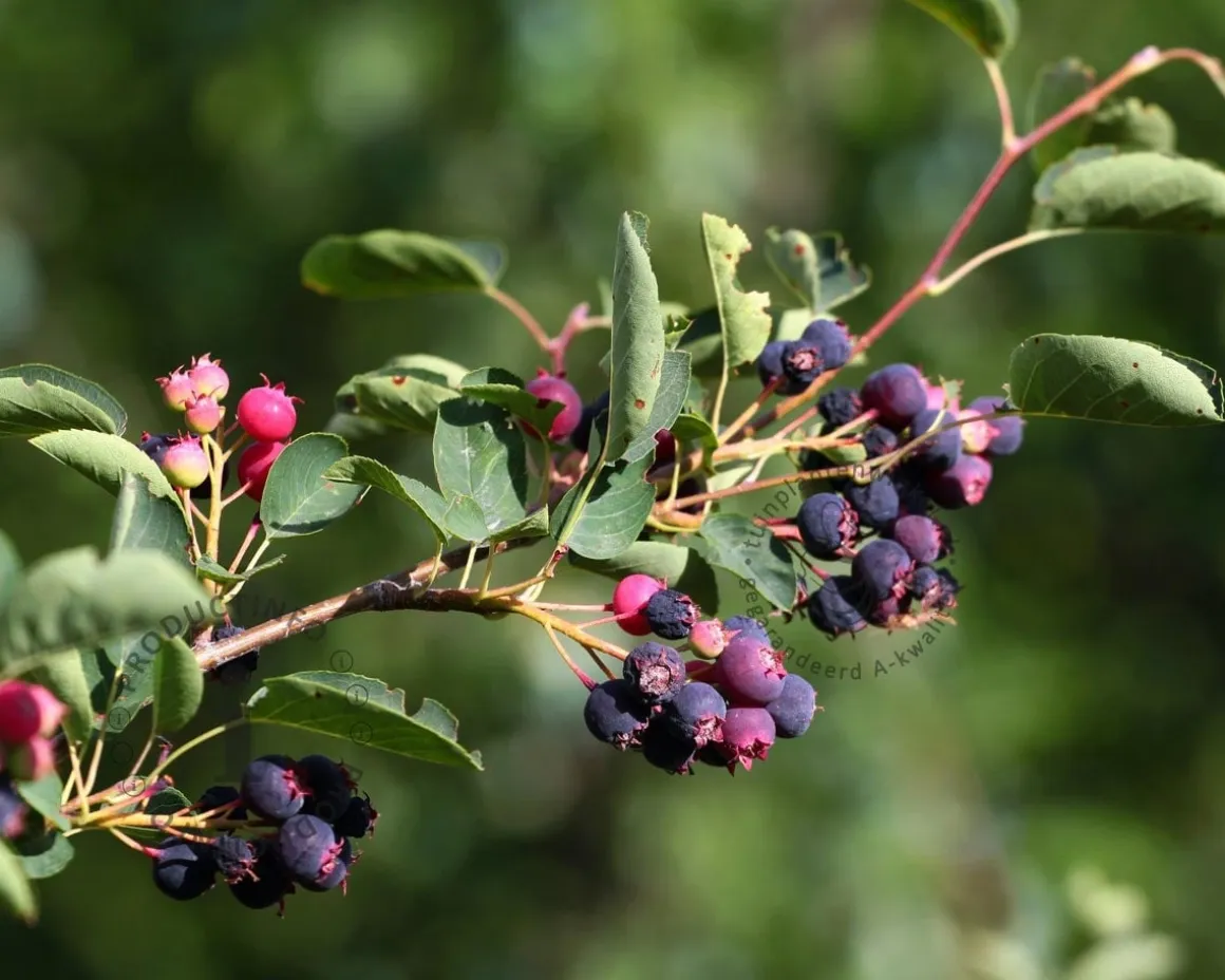 Amelanchier lamarckii - beveerd