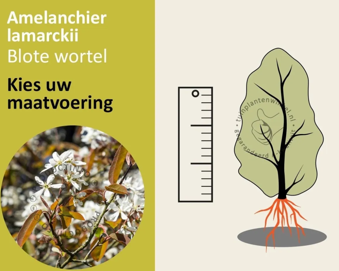 Amelanchier lamarckii - blote wortel