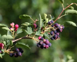 Amelanchier lamarckii - blote wortel