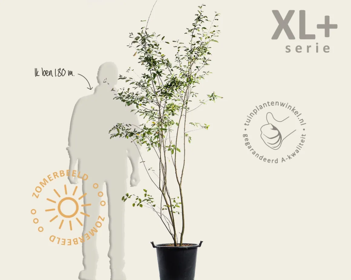 Amelanchier lamarckii - XL+