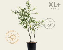 Amelanchier lamarckii - XL+