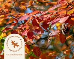 Amelanchier lamarckii - XL+