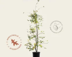 Amelanchier lamarckii - XL+