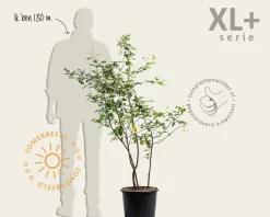 Amelanchier lamarckii - XL+