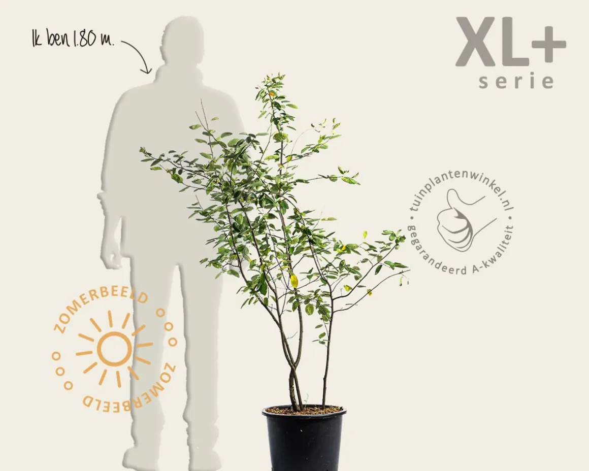 Amelanchier lamarckii - XL+