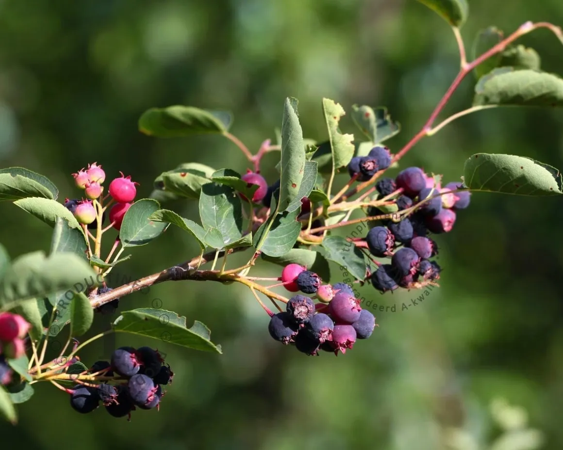Amelanchier lamarckii - XL