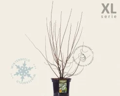 Amelanchier lamarckii - XL