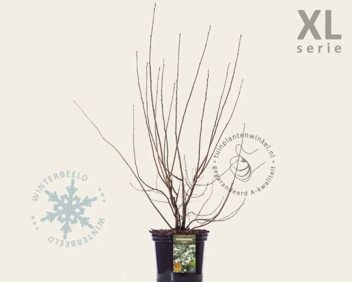 Amelanchier lamarckii - XL