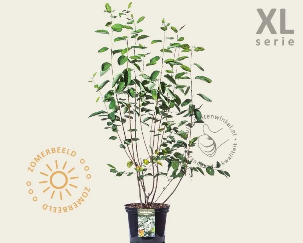 Amelanchier lamarckii - XL