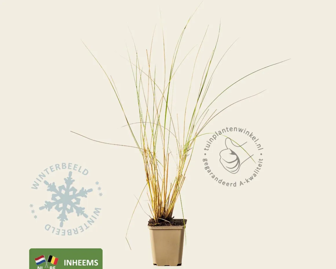 Ammophila arenaria