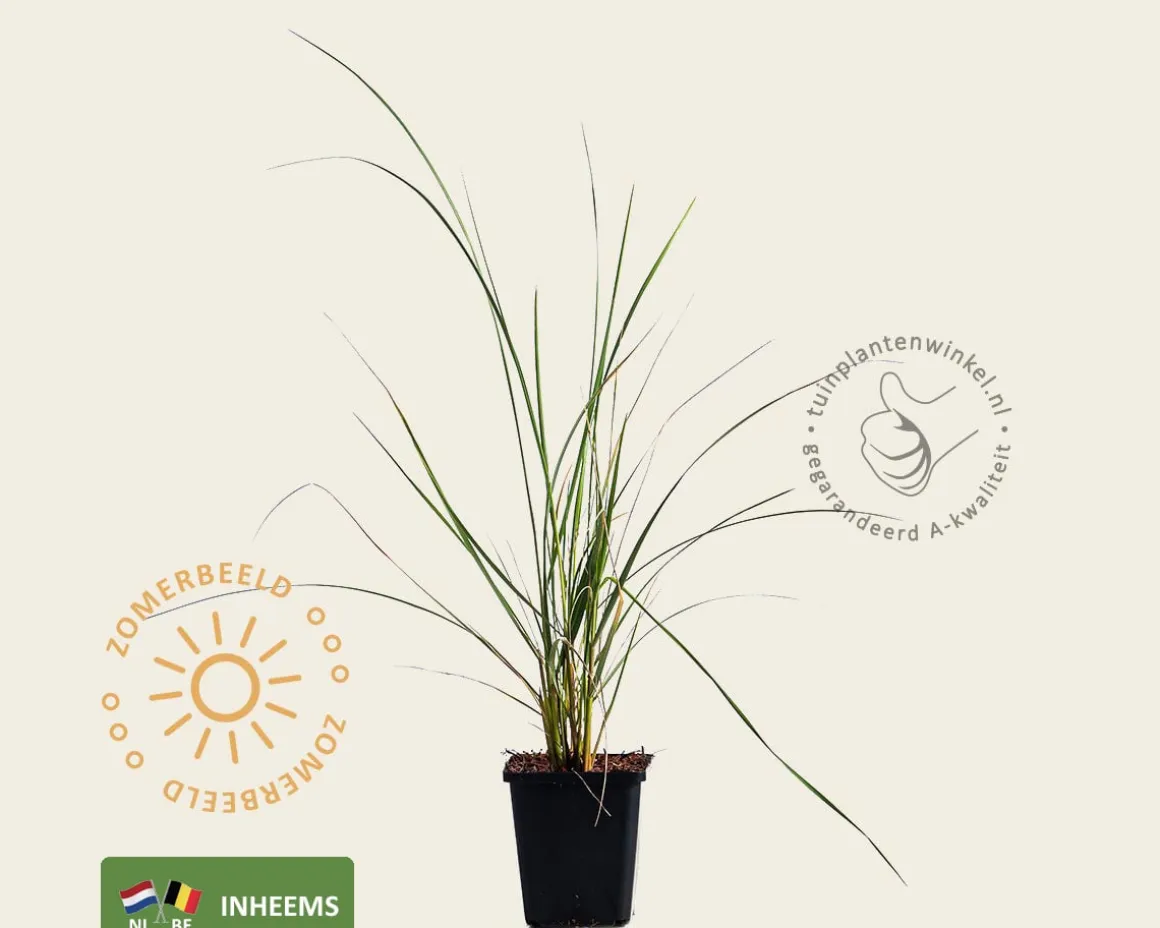 Ammophila arenaria