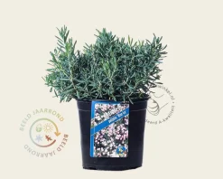 Andromeda polifolia 'Blue Ice'