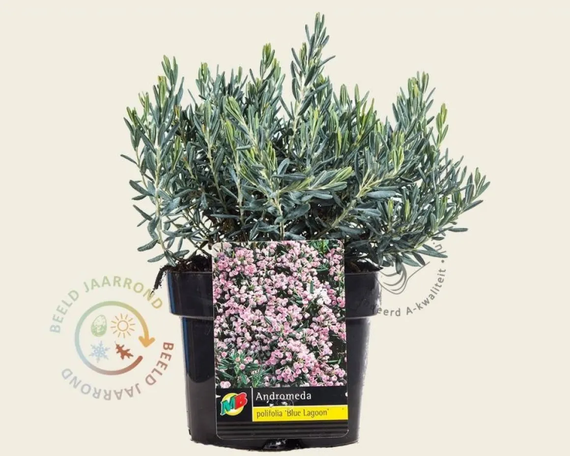 Andromeda polifolia 'Blue Lagoon'