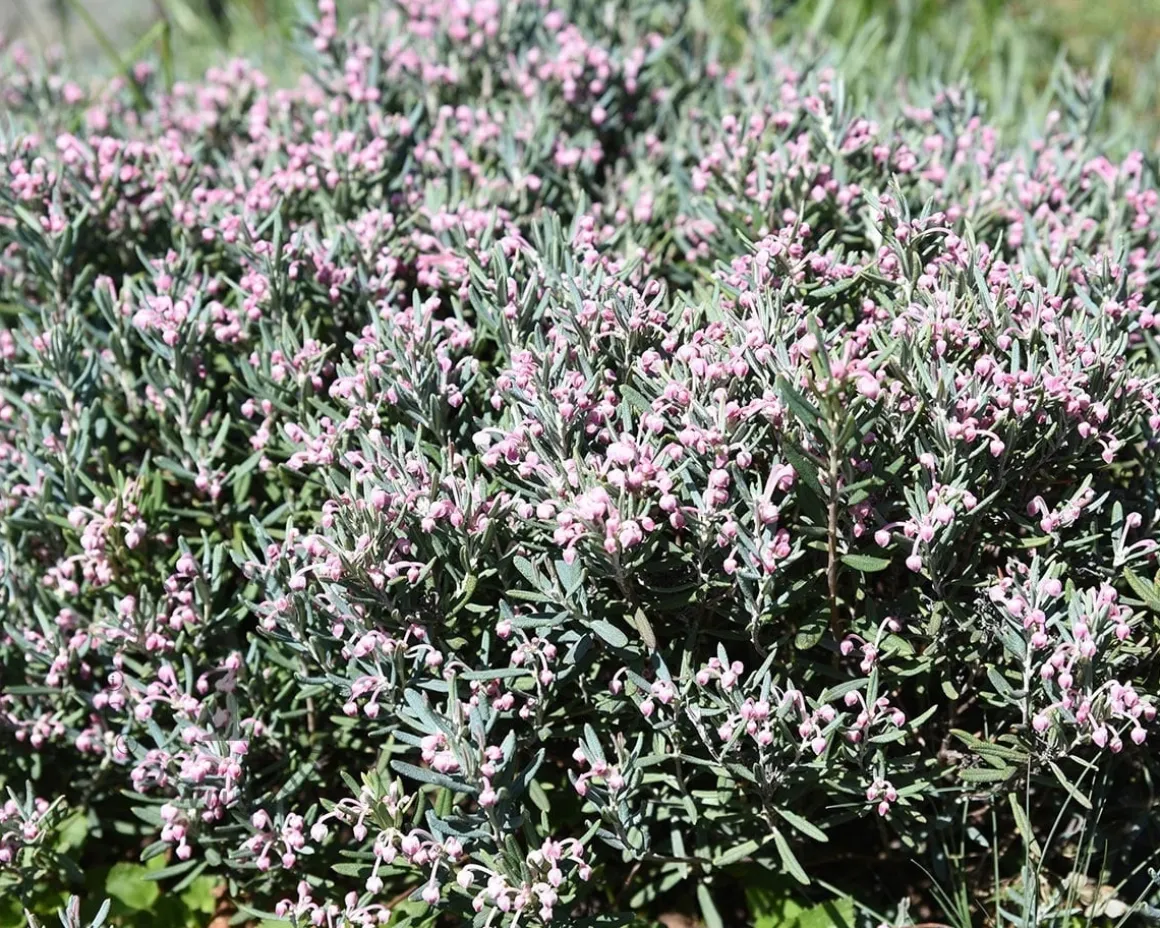 Andromeda polifolia 'Blue Lagoon'