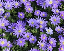 Anemone blanda Blauw
