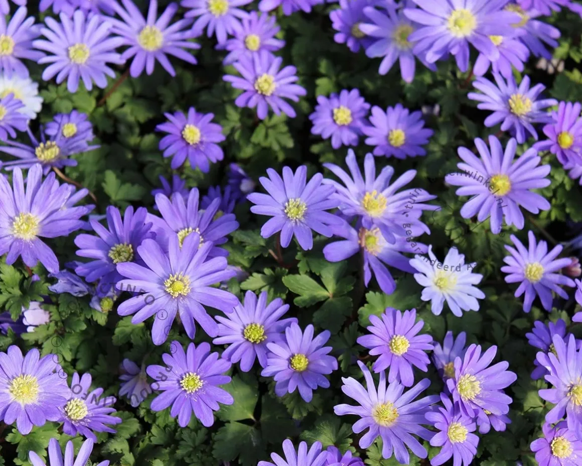 Anemone blanda Blauw