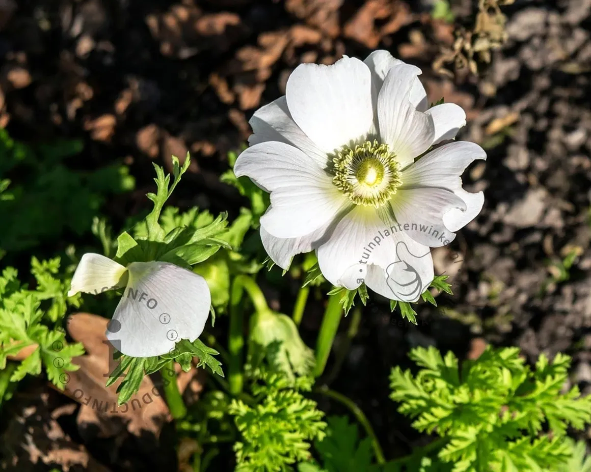 Anemone coronaria 'Bride'