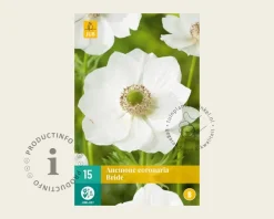 Anemone coronaria 'Bride'