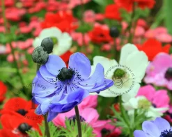 Anemone coronaria De Caen Mix