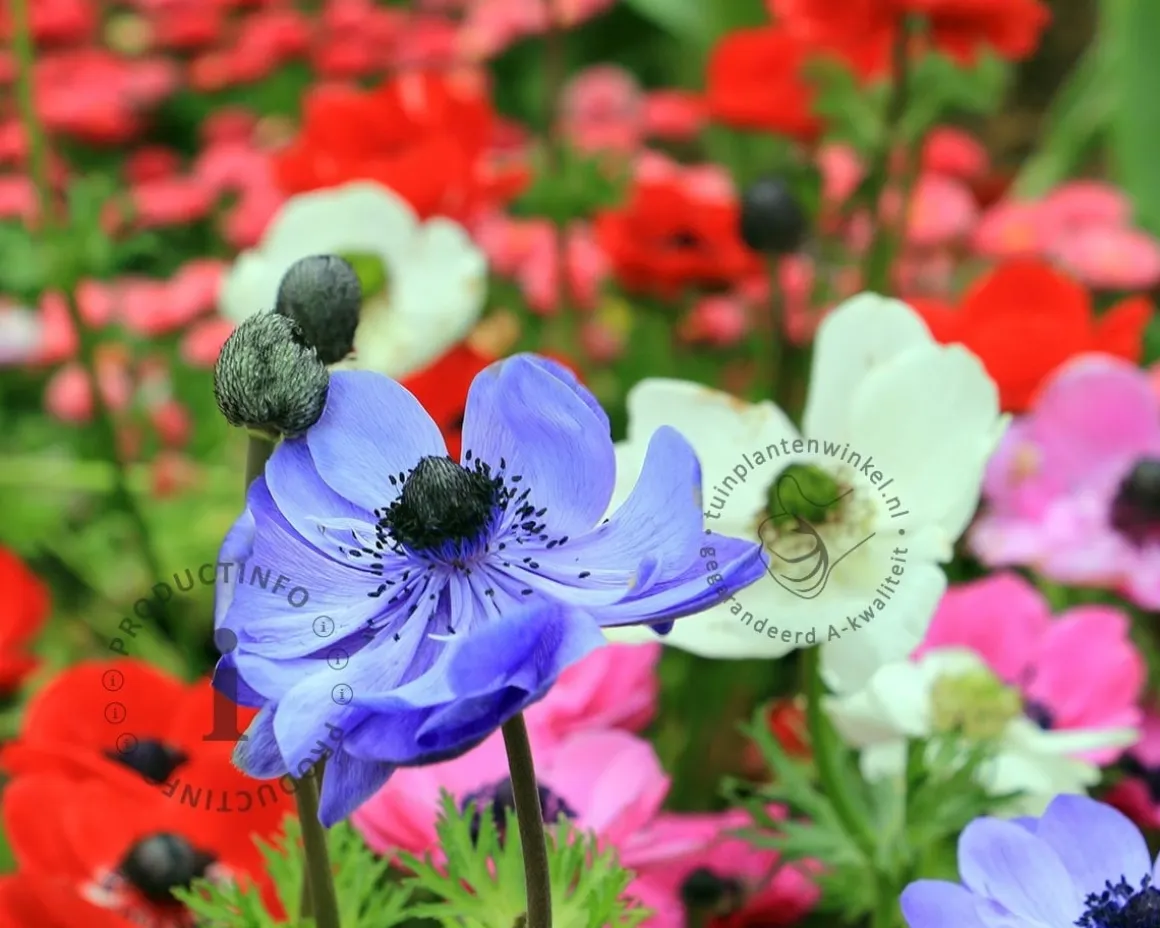 Anemone coronaria De Caen Mix