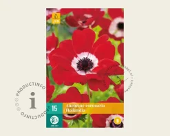 Anemone coronaria 'Hollandia'