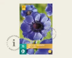 Anemone coronaria 'Mr. Fokker'