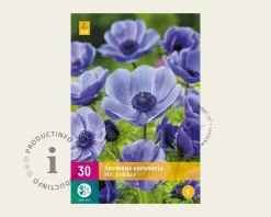 Anemone coronaria 'Mr. Fokker'