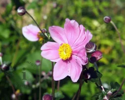 Anemone hybrida 'Königin Charlotte'