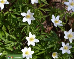 Anemone nemorosa