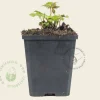 Anemone tomentosa 'Robustissima'