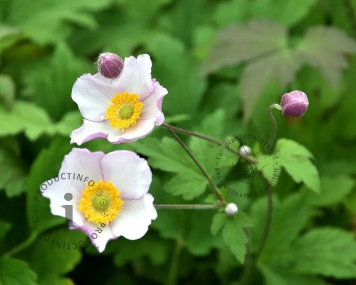 Anemone tomentosa 'Robustissima'