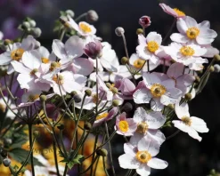 Anemone tomentosa 'Robustissima'
