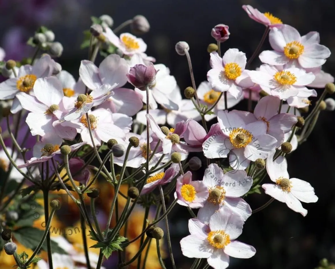 Anemone tomentosa 'Robustissima'