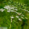 Anthriscus sylvestris