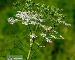 Anthriscus sylvestris