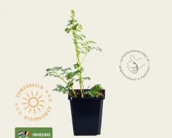 Anthriscus sylvestris