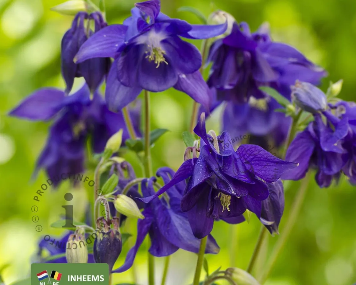 Aquilegia vulgaris
